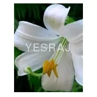 Madonna Lily
