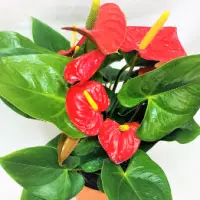 Anthrium