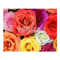 Dutch-Rose