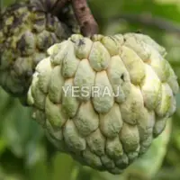 Custard Apple