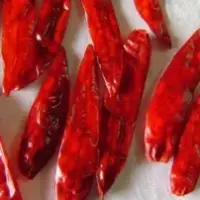 Sanam Chilli