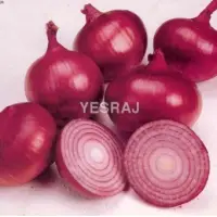 Organic Onion