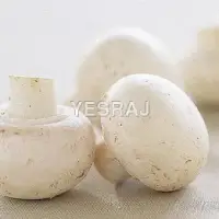 Organic Button Mushroom