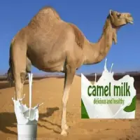 Natural Camel Milk