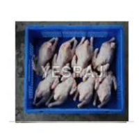 Fresh Frozen Poultry Meat