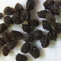 Carica Papaya