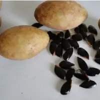 Achras Zapota