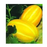 Melons Caribbean Cold-F 1 Seeds