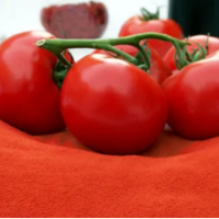 Tomato Spray Dried Powder
