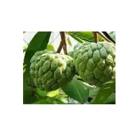 Spray Dried Custard Apple Powder