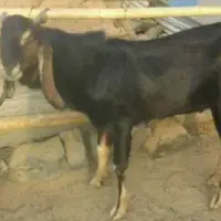 Kota Goat
