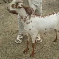 Barbari Goat