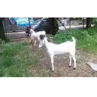 Hyderabadi Goat