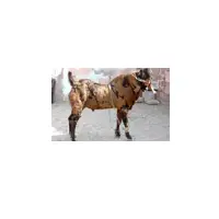 Sirohi Goat