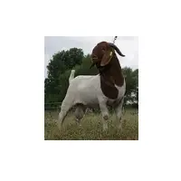 Boer Goat