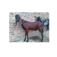 Beetal Goat