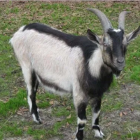 Alpine Goat