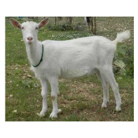 Saanen Goat