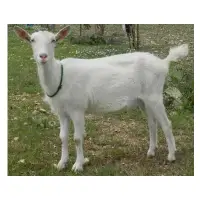 Saanen Goat