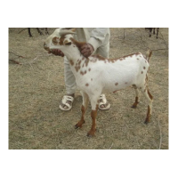 Barbari Goat