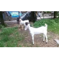 Hyderabadi Goat