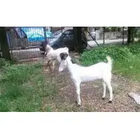 Hyderabadi Goat