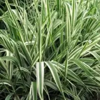 Ribbon Grass
