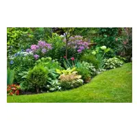 Garden Plant