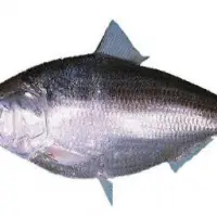 Hilsa Fish