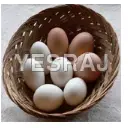 Pekin Duck Egg