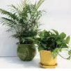 Indoor Plants
