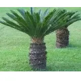 Outdoor Plant