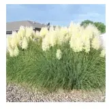 Pampass Grass