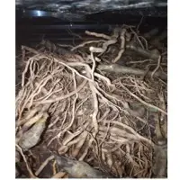 Kava (Piper Methysticum)