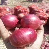 Red Onion (Naturally Dry)