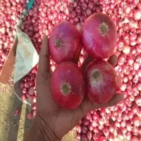 Red Onion (Naturally dry)