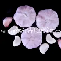 Garlic