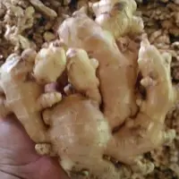 Fresh Ginger
