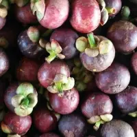 Mangosteen