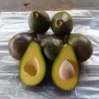 Avocado