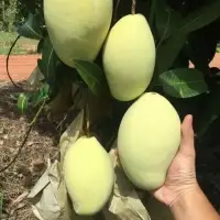 Green Mango