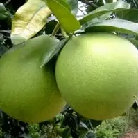 Pomelo