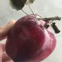 Fresh Red Apple