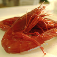 Deep Sea Scarlet Shrimps