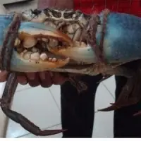 Live Mud Crabs