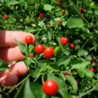 Dry Piquin Pepper, Chiltepin, Chile Tepin