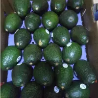 Hass Avocado
