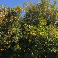 Valencia Orange