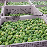 Fresh Lemon
