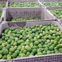 Fresh Lemon